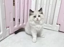 ラグドール【埼玉県・男の子・2025年5月6日・ブルーポイントバイカラー】の写真11