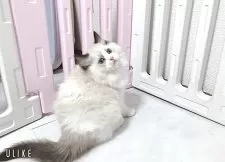 ラグドール【埼玉県・男の子・2025年5月6日・ブルーポイントバイカラー】の写真12