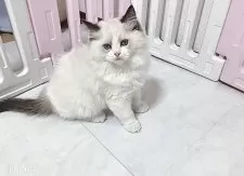 ラグドール【埼玉県・男の子・2025年5月6日・ブルーポイントバイカラー】の写真13