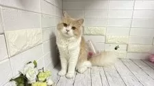 ブリティッシュショートヘア【埼玉県・男の子・2025年1月1日・クリームタビーアンドホワイト】の写真13