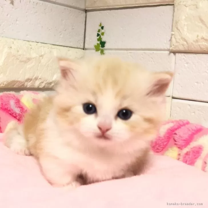 マーク 様のお迎えした子猫