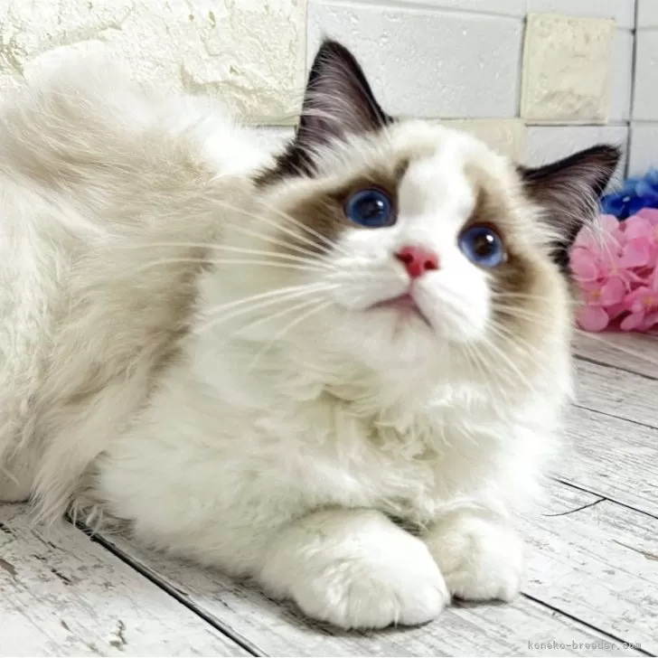 Y.S 様のお迎えした子猫