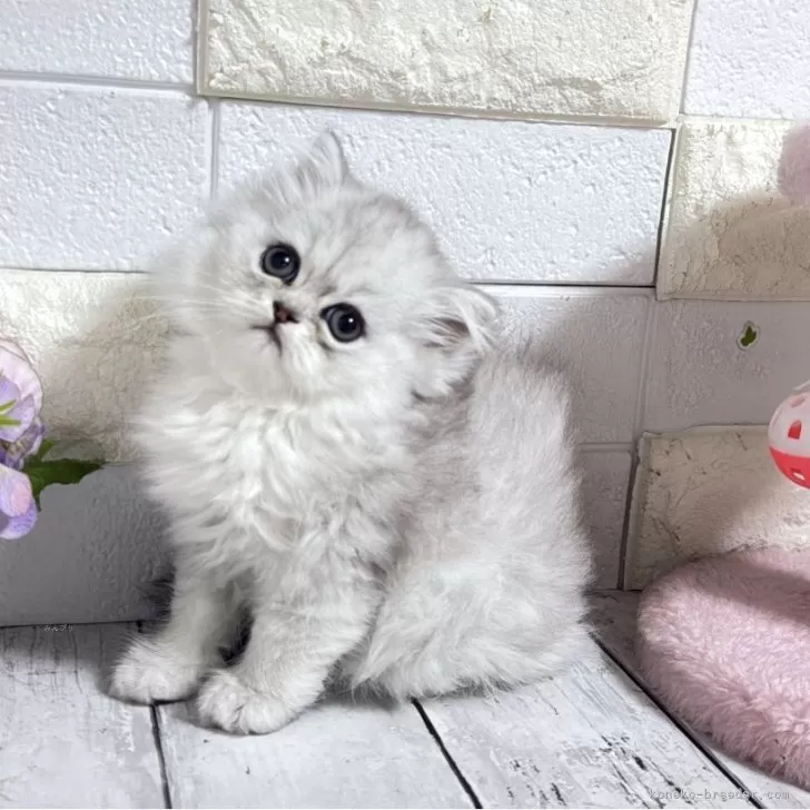 ID：2509-01723の子猫