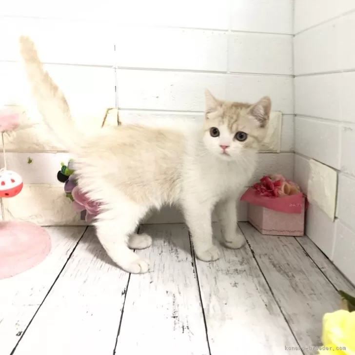 ID：2410-02297の子猫
