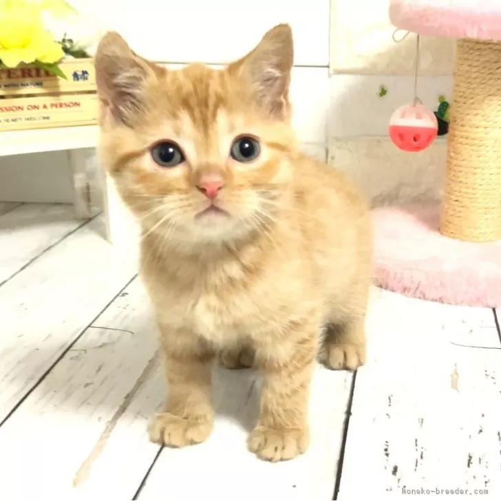 Y.I 様のお迎えした子猫