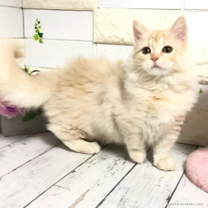ID：2502-00757の子猫