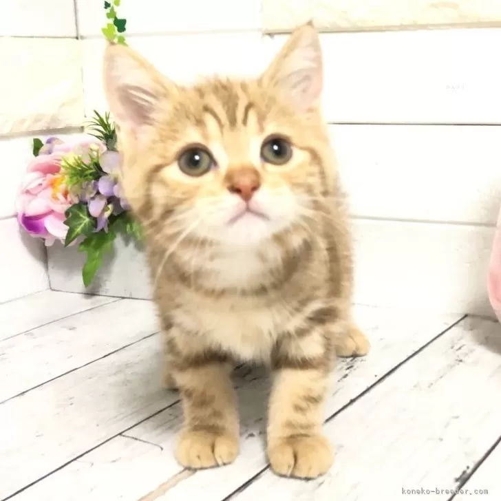 T.T 様のお迎えした子猫