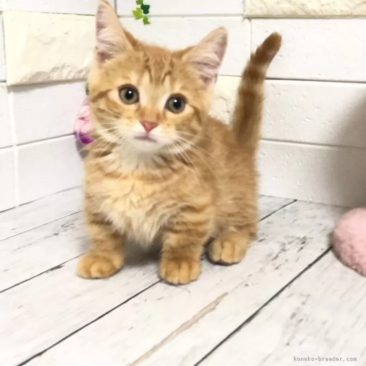 ID:2505-02380の子猫