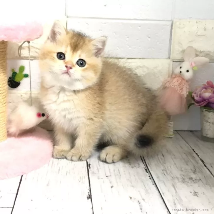 ID：2503-02134の子猫