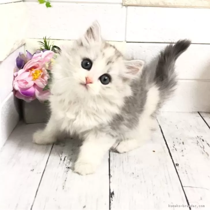 ID:2505-03765の子猫