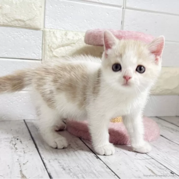 ID：2510-00004の子猫