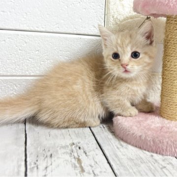 マンチカン(短足)【埼玉県・男の子・2025年10月15日・クリームタビー】の写真「めちゃくちゃ可愛い短足くん」