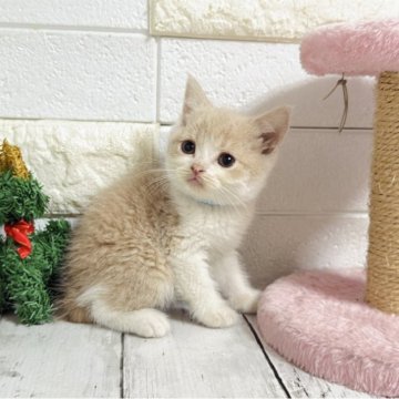 ブリティッシュショートヘア【埼玉県・男の子・2025年10月19日・クリームタビーアンドホワイト】の写真「お目目ぱっちり可愛い男の子くん♡両親遺伝子◎」