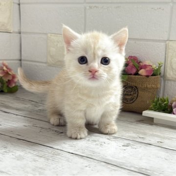 マンチカン(短足)【埼玉県・女の子・2025年10月15日・クリームタビー】の写真「明るいクリームこれからの成長が楽しみな短足ちゃん♡」