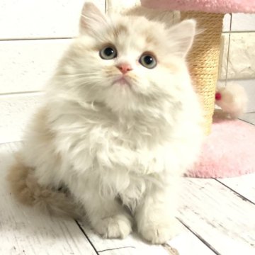 ミヌエット(長足)【埼玉県・男の子・2025年1月14日・シェルクリームアンドホワイト（ロング）】の写真「ふわふわもこもこ可愛い長足くん♡両親遺伝子◎🧬」