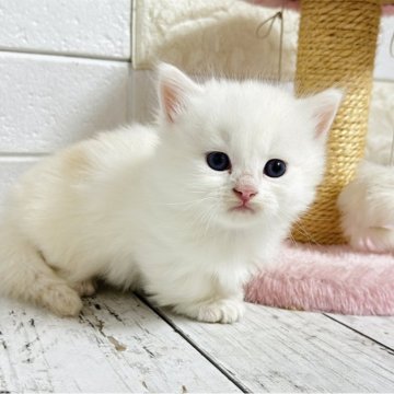 ミヌエット(短足)【埼玉県・男の子・2025年10月6日・シェルクリーム&ホワイト（長毛）】の写真「ふわふわモコモコめっちゃ可愛い短足くん🩷」