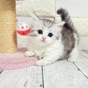 ミヌエット(短足)【埼玉県・男の子・2025年10月6日・ジェーデットシルバー&ホワイト（長毛）】の写真「ふわふわモコモコめっちゃ可愛い短足くん🩷」