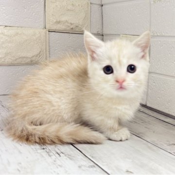 マンチカン(短足)【埼玉県・女の子・2025年10月15日・クリームタビー】の写真「明るいクリームめちゃくちゃ可愛い短足ちゃん♡」