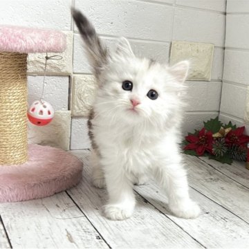 ミヌエット(長足)【埼玉県・女の子・2025年10月6日・キャリコ（長毛）】の写真「ふわふわモコモコめっちゃ可愛い長足ちゃん🩷」