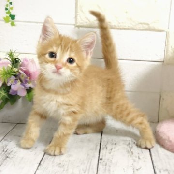 マンチカン(長足)【埼玉県・男の子・2025年4月18日・レッドタビー】の写真「幼いお顔が可愛い長足くん🧬両親クリア🧬」