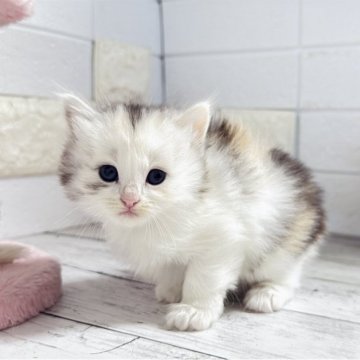 ミヌエット(長足)【埼玉県・女の子・2025年10月6日・キャリコ（長毛）】の写真「ふわふわモコモコめっちゃ可愛い長足ちゃん🩷」