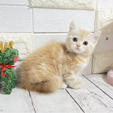 マンチカン(長足)【埼玉県・女の子・2025年11月12日・クリームタビー】の写真「めちゃくちゃ可愛い長足ちゃん💕」