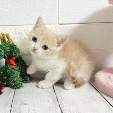 ブリティッシュショートヘア【埼玉県・女の子・2025年10月19日・クリームタビーアンドホワイト】の写真「お目目ぱっちり可愛い女の子ちゃん♡両親遺伝子◎」