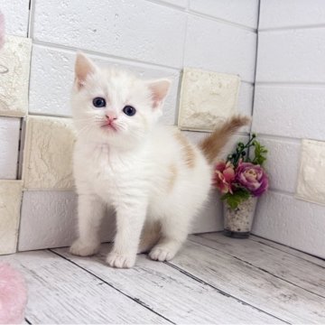 マンチカン(長足)【埼玉県・男の子・2025年10月10日・クリームタビーアンドホワイト】の写真「めちゃくちゃ可愛い長足くん♡両親遺伝子クリア🧬」