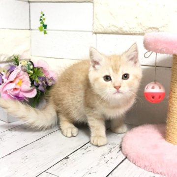 マンチカン(長足)【埼玉県・女の子・2025年2月11日・クリームタビー】の写真「まん丸お顔とムチムチボディが可愛い長足ちゃん🩷」