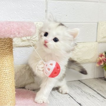 ミヌエット(長足)【埼玉県・女の子・2025年10月6日・キャリコ（長毛）】の写真「ふわふわモコモコめっちゃ可愛い長足ちゃん🩷」