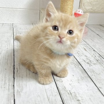 マンチカン(短足)【埼玉県・男の子・2025年10月15日・クリームタビー】の写真「まん丸お顔がめちゃくちゃ可愛い短足くん」