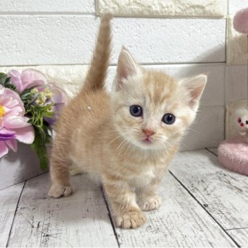 マンチカン(短足)【埼玉県・男の子・2025年10月15日・クリームタビー】の写真「これからの成長が楽しみな短足くん」