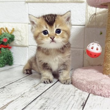 ブリティッシュショートヘア【埼玉県・女の子・2025年11月24日・ブラックゴールデン】の写真「まん丸お顔の可愛い姫🩷両親遺伝子クリア🧬」