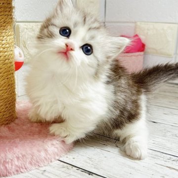 ミヌエット(短足)【埼玉県・男の子・2025年10月6日・ジェーデットシルバー&ホワイト（長毛）】の写真「ふわふわモコモコめっちゃ可愛い短足くん🩷」