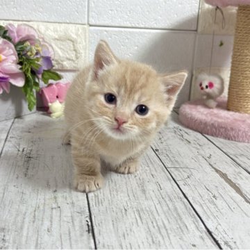 マンチカン(短足)【埼玉県・男の子・2025年10月15日・クリームタビー】の写真「これからの成長が楽しみな短足くん」