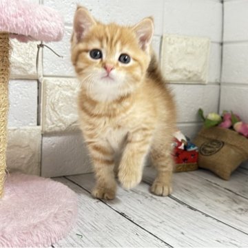 マンチカン(長足)【埼玉県・男の子・2025年11月18日・レッドタビー】の写真「めちゃくちゃまん丸お顔が可愛い長足くん」