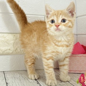 マンチカン(長足)【埼玉県・女の子・2025年9月19日・クリームタビー】の写真「まだまだヨチヨチですがとても可愛い長足ちゃん💕」