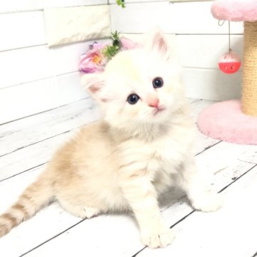 マンチカン(長足)【埼玉県・男の子・2025年4月18日・クリームタビー（セミロング）】の写真「ふわふわモコモコ可愛い長足君🧬両親クリア🧬」