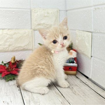 ブリティッシュショートヘア【埼玉県・女の子・2025年10月19日・クリームタビーアンドホワイト】の写真「お目目ぱっちり可愛い女の子ちゃん♡両親遺伝子◎」