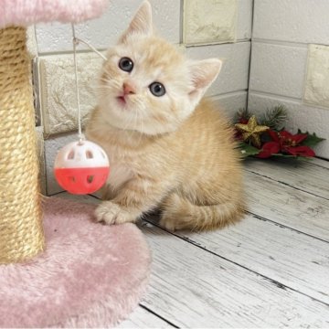 マンチカン(短足)【埼玉県・男の子・2025年10月15日・クリームタビー】の写真「女の子みたいに可愛いお顔の短足くん」