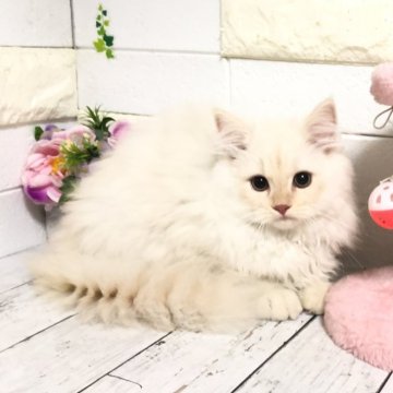 マンチカン(長足)【埼玉県・男の子・2025年4月4日・シェルクリーム】の写真「❤︎ふわふわモコモコの可愛い長足くん❤︎」