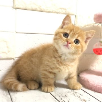 マンチカン(短足)【埼玉県・男の子・2025年3月14日・レッドタビー】の写真「まん丸お顔と短いあんよがめっちゃ可愛い短足くん🩷」