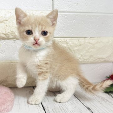 ブリティッシュショートヘア【埼玉県・男の子・2025年10月19日・クリームタビーアンドホワイト】の写真「お目目ぱっちり可愛い男の子くん♡両親遺伝子◎」