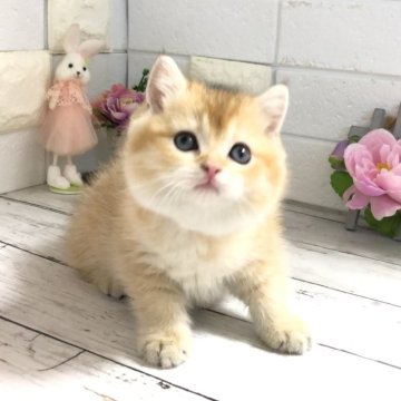 ブリティッシュショートヘア【埼玉県・女の子・2025年2月26日・ゴールデン】の写真「甘えん坊な可愛い子💕ｺﾞｰﾙﾃﾞﾝｳｨｰｸ特別価」