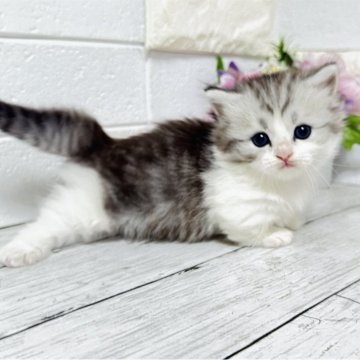 ミヌエット(短足)【埼玉県・男の子・2025年10月6日・ジェーデットシルバー&ホワイト（長毛）】の写真「ふわふわモコモコめっちゃ可愛い短足くん🩷」