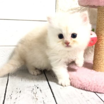マンチカン(長足)【埼玉県・男の子・2025年4月4日・シェルクリーム】の写真「めっちゃくちゃかわいいマンチカンの長足くん❤︎」