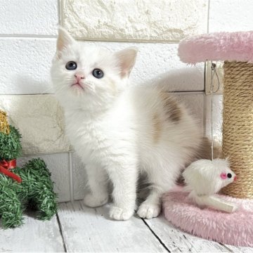 マンチカン(長足)【埼玉県・男の子・2025年10月10日・クリームタビーアンドホワイト】の写真「めちゃくちゃ可愛い長足くん♡両親遺伝子クリア🧬」