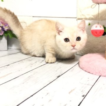 マンチカン(短足)【埼玉県・女の子・2025年2月11日・クリームタビー】の写真「綺麗なクリーム性格もお顔も可愛い短足ちゃん💗」