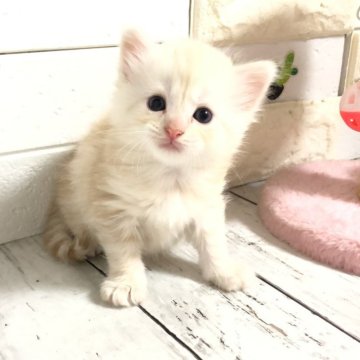 マンチカン(長足)【埼玉県・男の子・2025年4月18日・クリームタビー（セミロング）】の写真「ふわふわモコモコ可愛い長足君🧬両親クリア🧬」