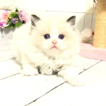 ラグドール【埼玉県・男の子・2025年5月6日・ブルーポイントバイカラー（ロング）】の写真「めちゃくちゃ可愛い両親外産毛量質ワンランク上⭐️」